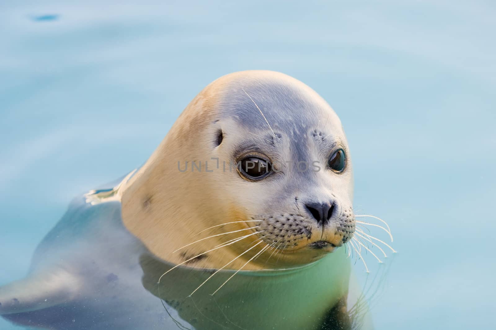 Rescued Harbour Seal or common seal (Phoca Vitulina)