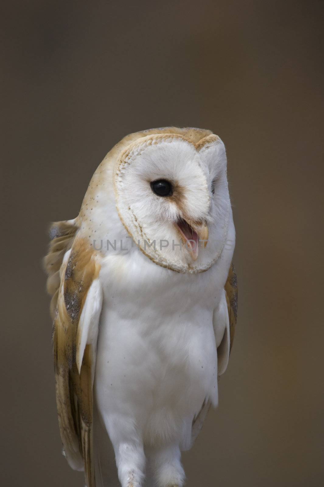 Close up of Barn Owl (Tyto alba)