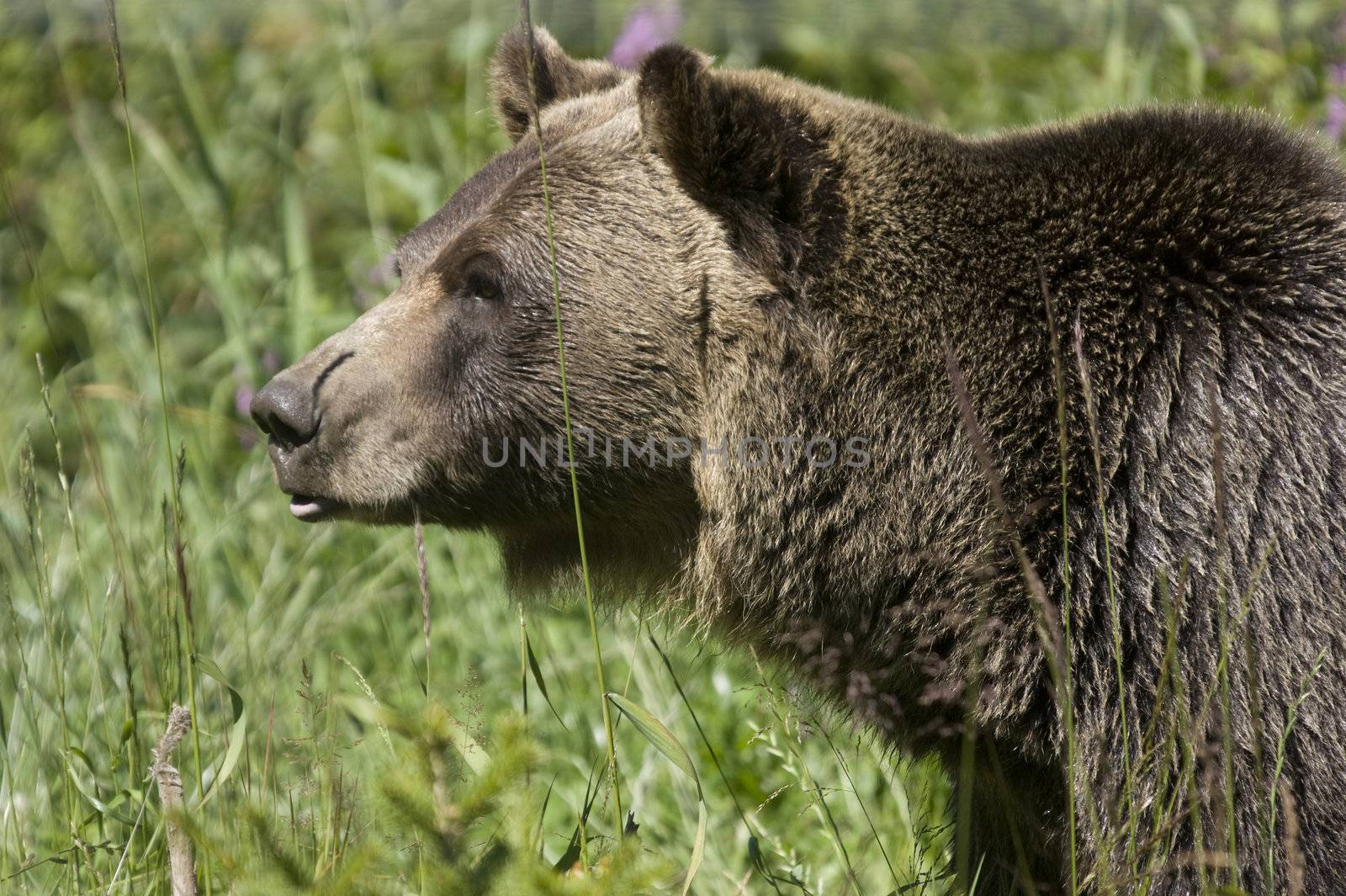 Wild Black Bear (Ursus americanus) in Banff National Park Canada