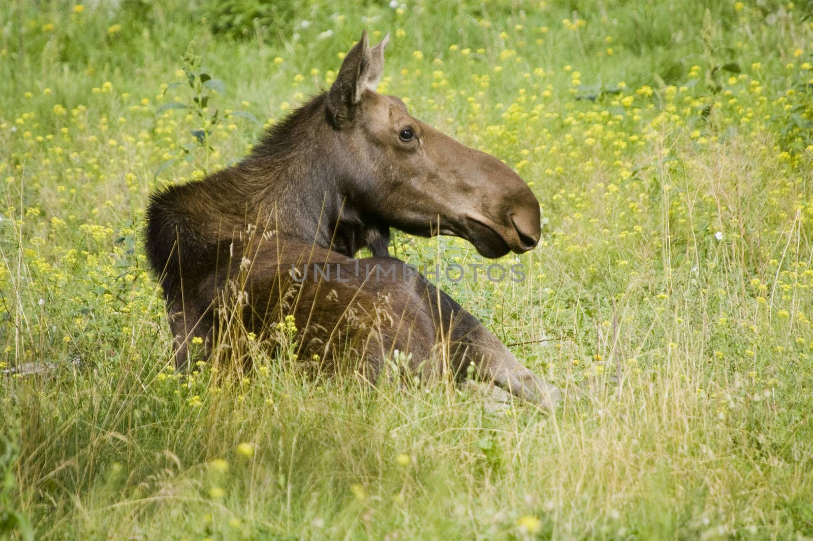Moose (Alces alces) in Banff National Park Canada