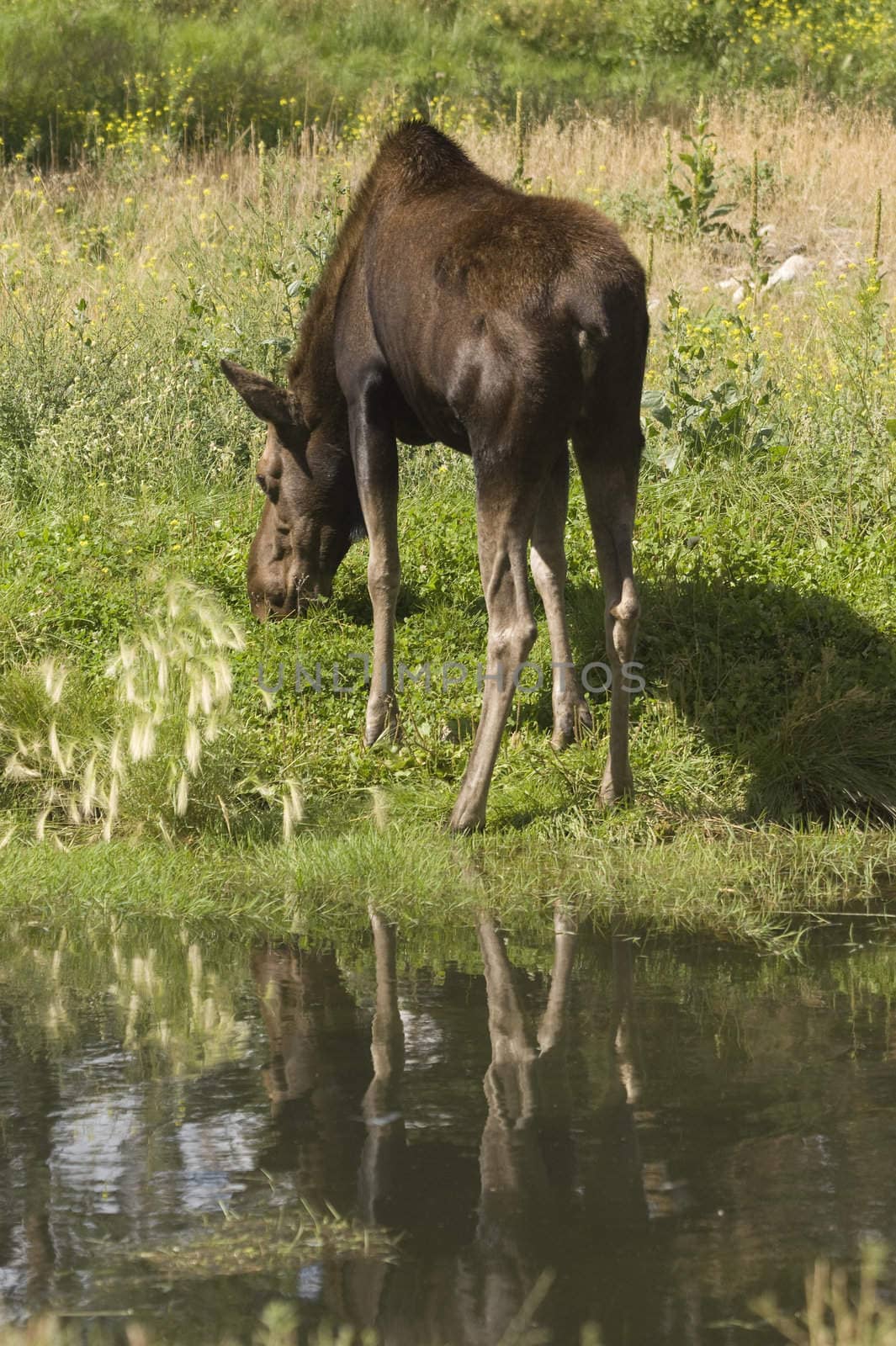 Moose (Alces alces) in Banff National Park Canada