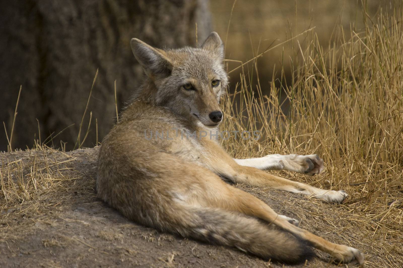 Coyote (Canis latrans) in Banff National Park Canada