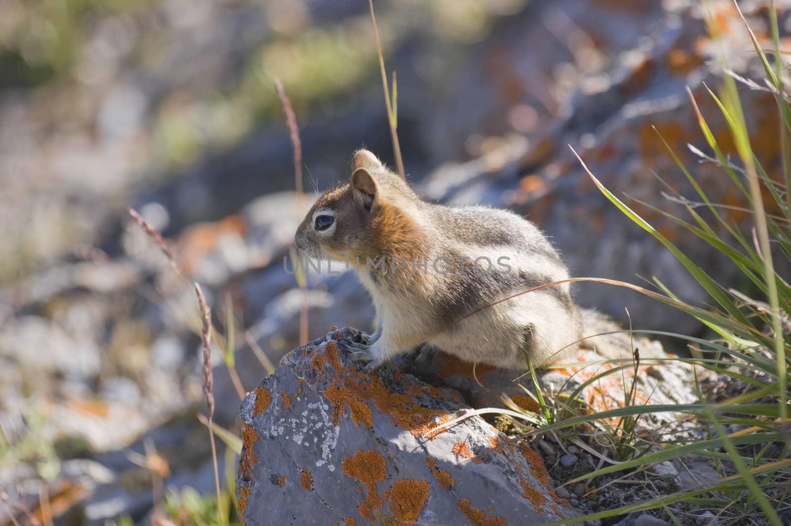 Close up of Golden Mantled Ground Squirrel (Spermophilus lateralis)