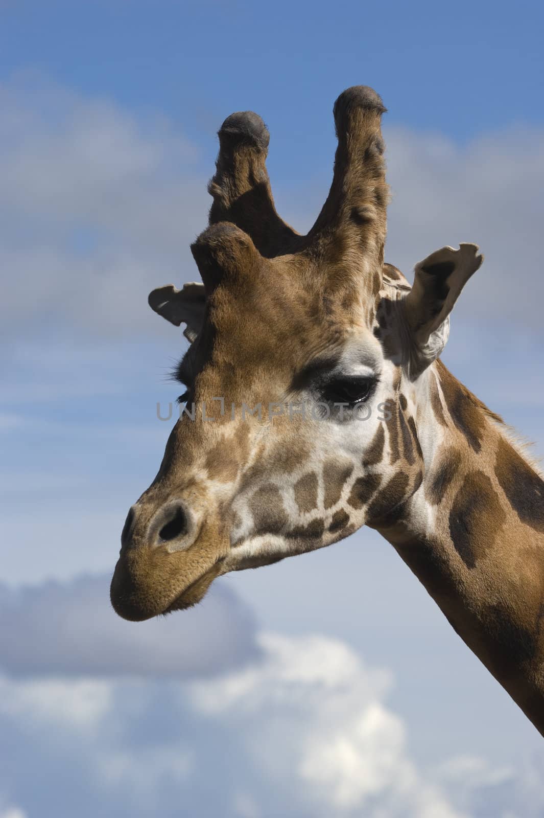 Head shot of Giraffe (Giraffa camelopardalis rothschildi) 