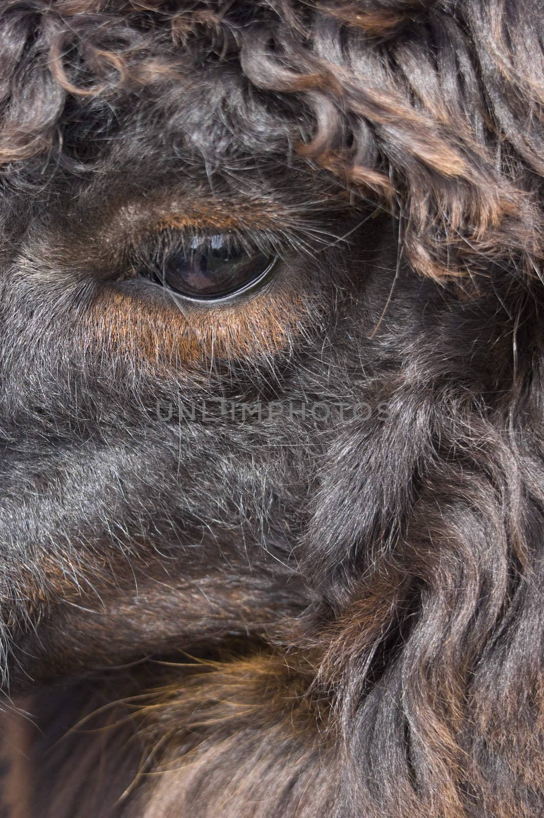 Close up of a Llama (Lama glama)