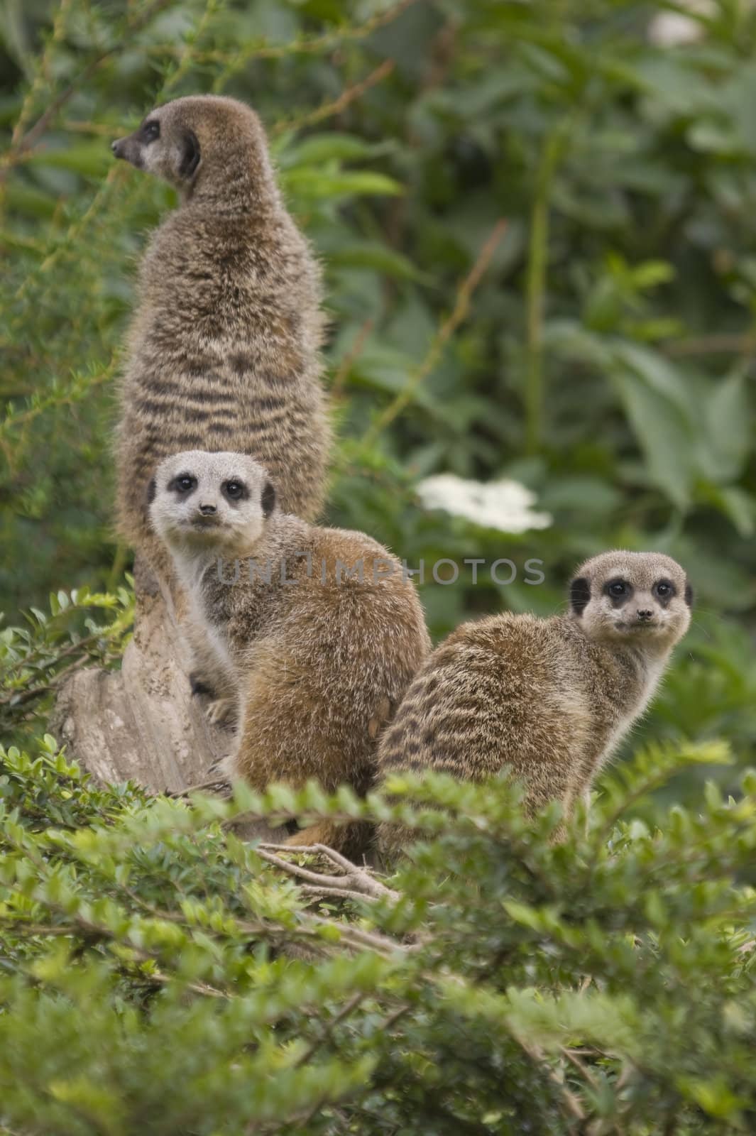 Close up of a Meerkat (suricata suricatta)