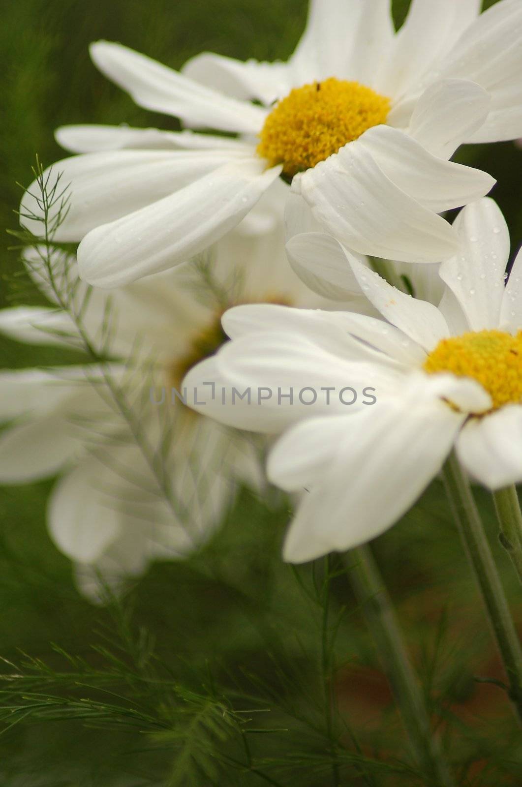 An isolated shot of a Blooming White Daisy Flower