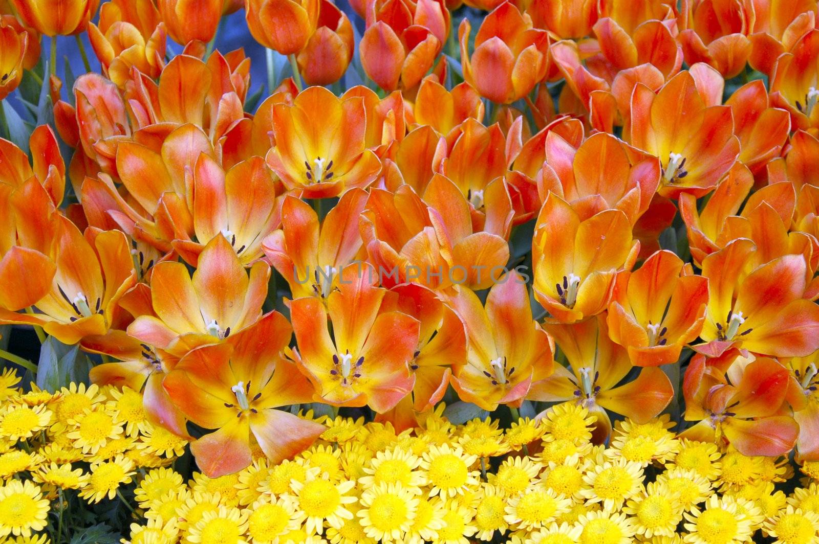 Tulip Flowers by nikonite