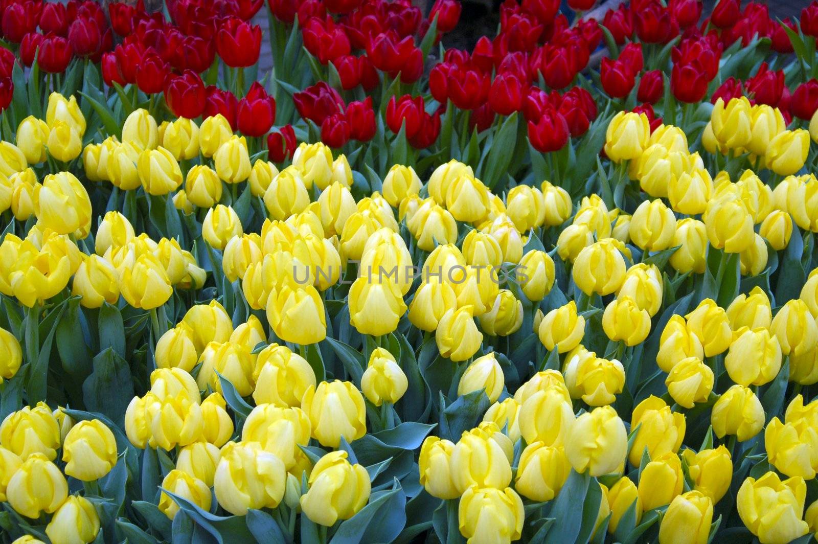 Yellow Tulip Flowers by nikonite