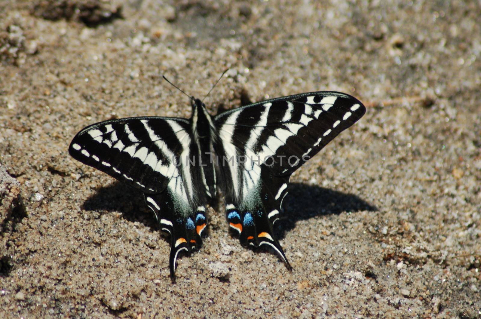 An isolated shot of a butterfly with colorful wings