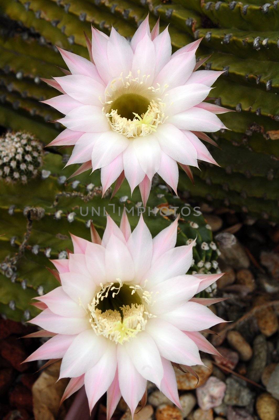 Cactus Plant Echinopsis by nikonite