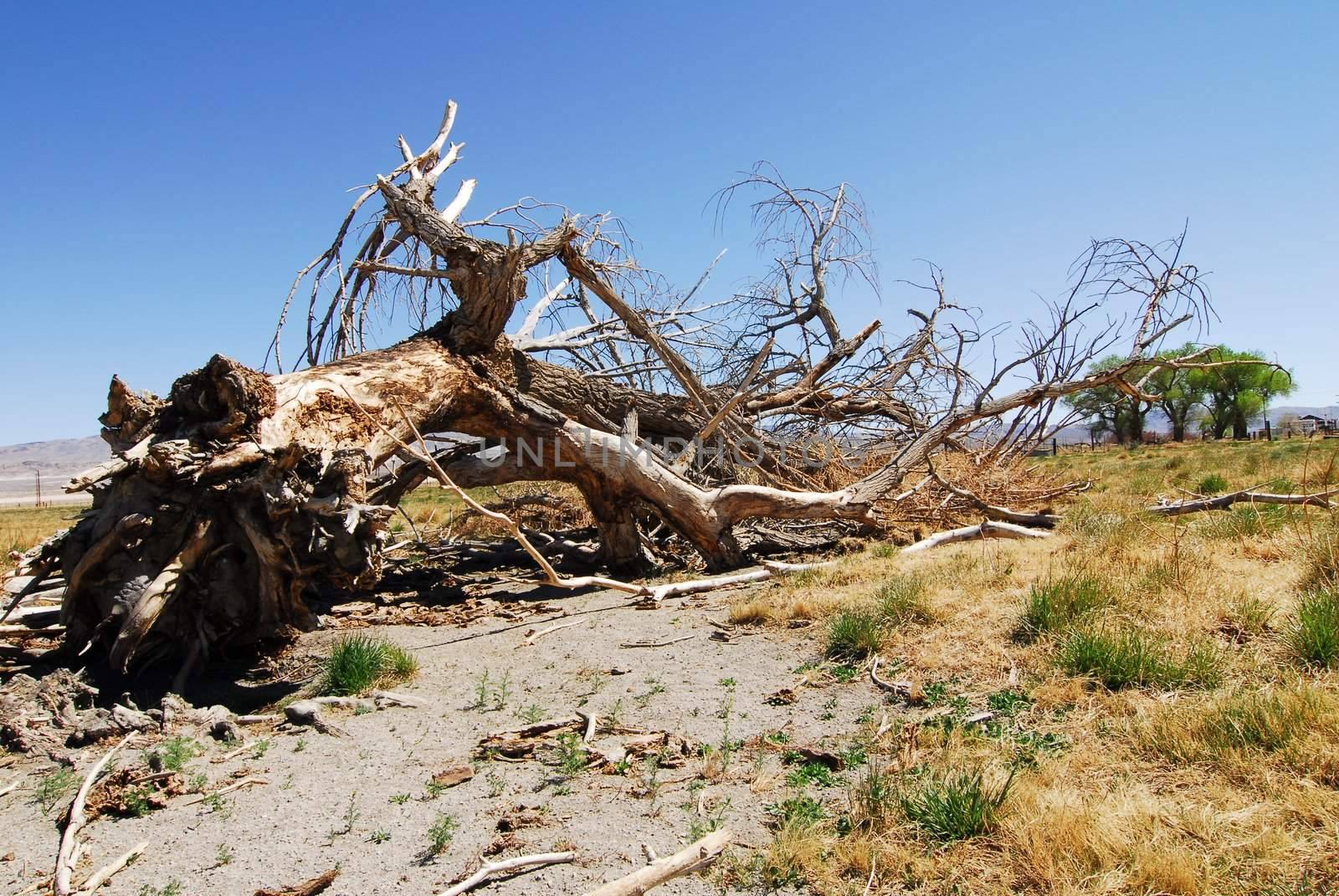 An Uprooted Fallen Dry Tree in a field