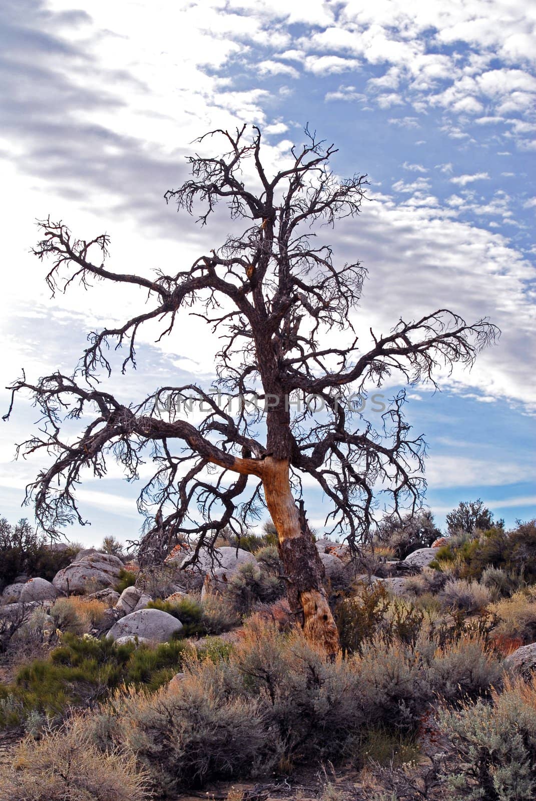 An Isolated Dry Tree during fall season