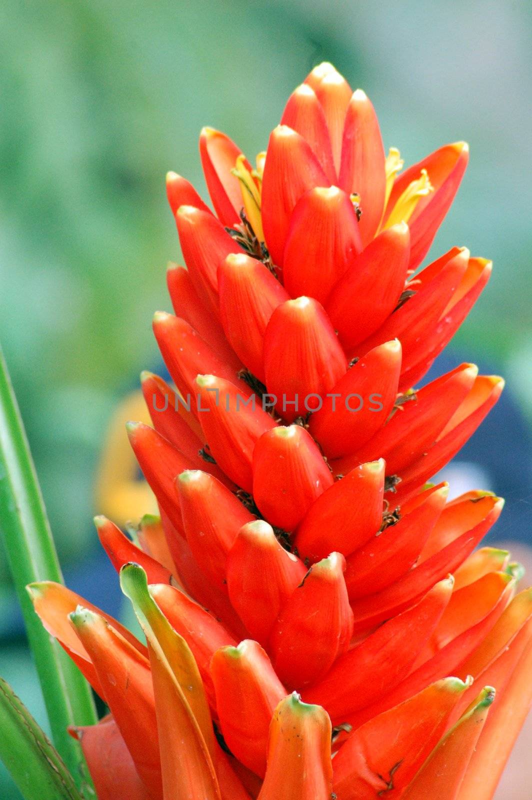 Orange Flower in bloom by nikonite