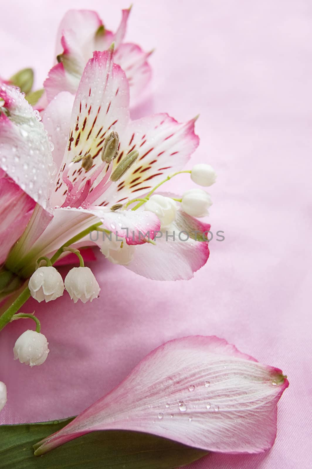 Magenta amaryllis and snowdrops over pink background