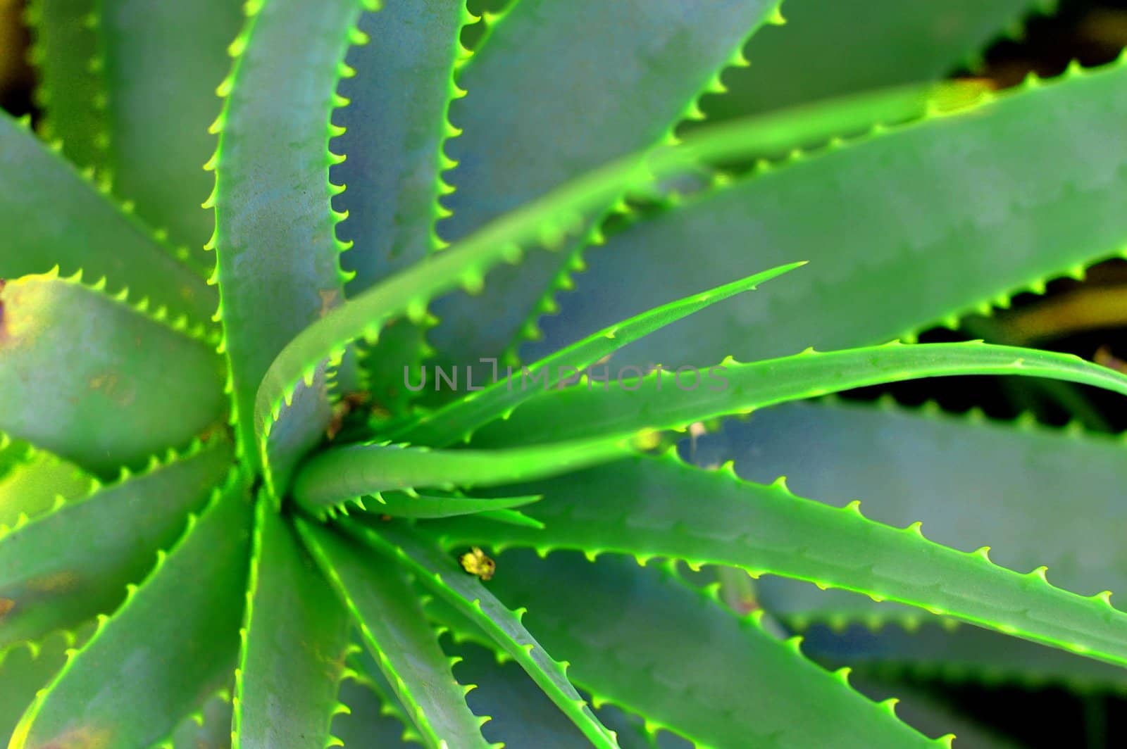 An isolated shot of a green Aloe Succulent Plant
