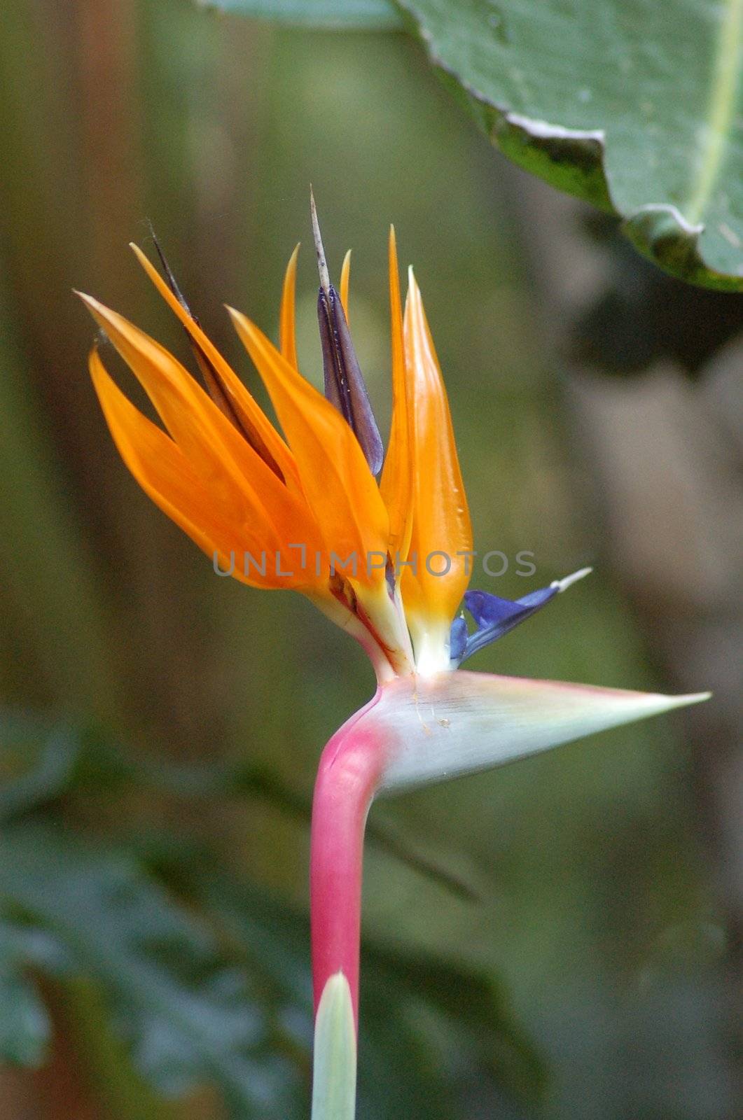 An isolated shot of Bird of paradise flower Streletzia reginae