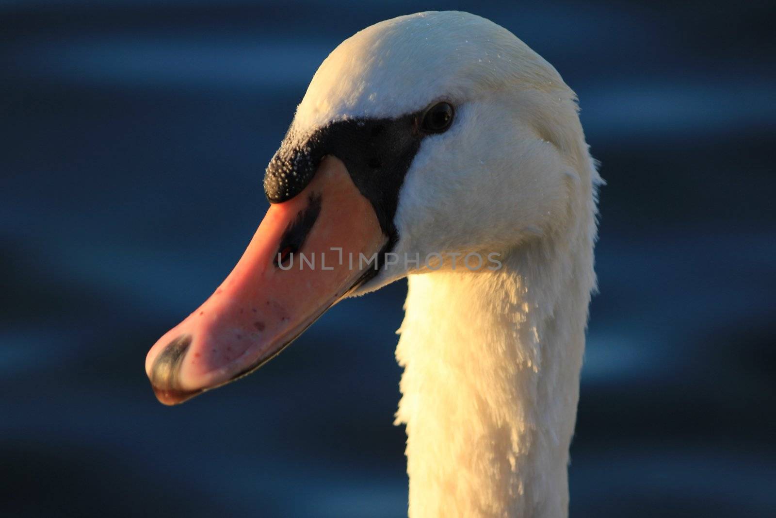 swan white and red