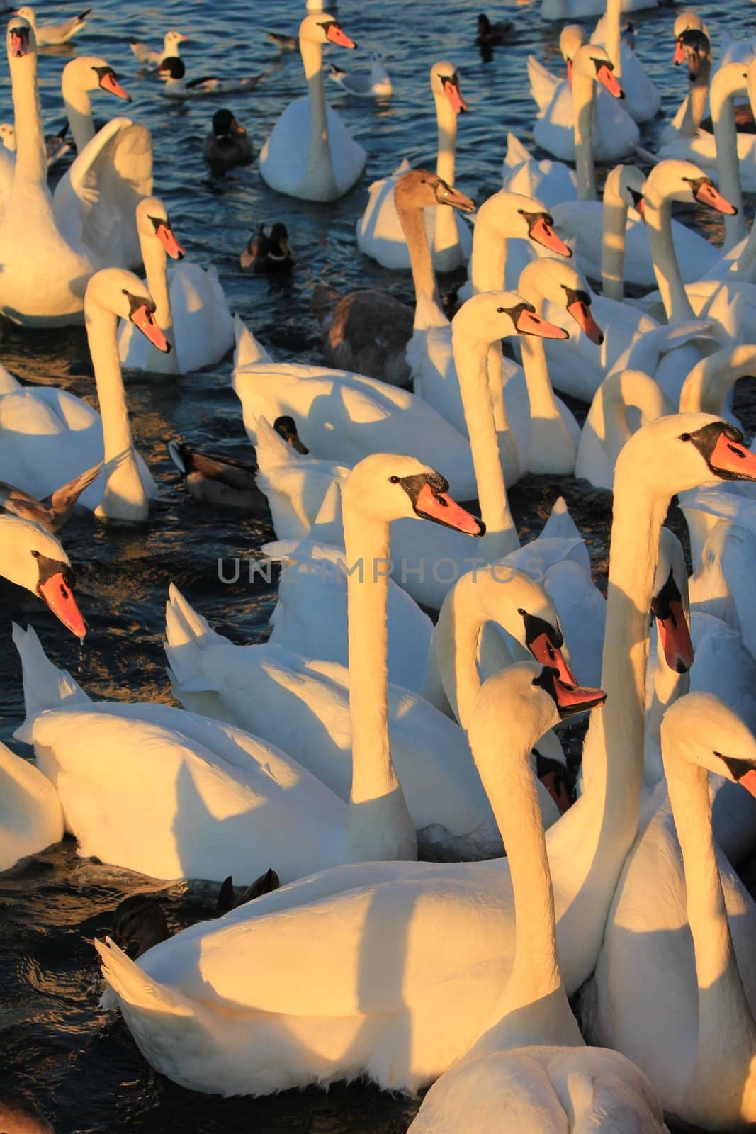 swans and sun