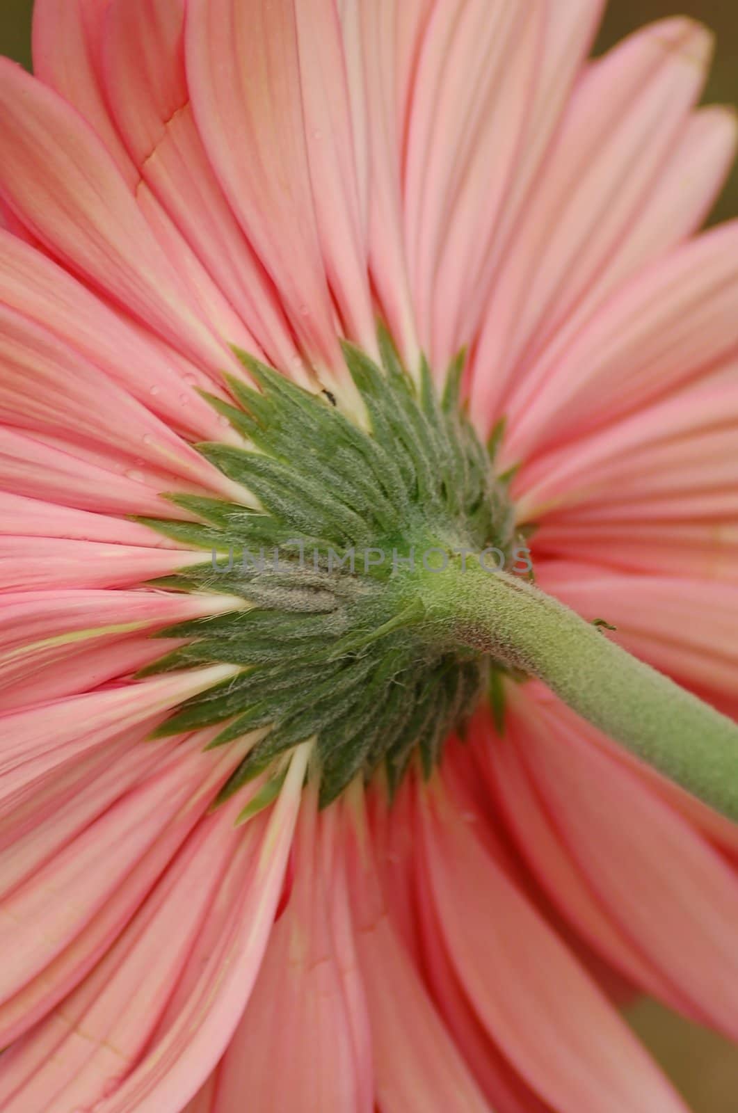 Rear View of a pink Daisy Flower 