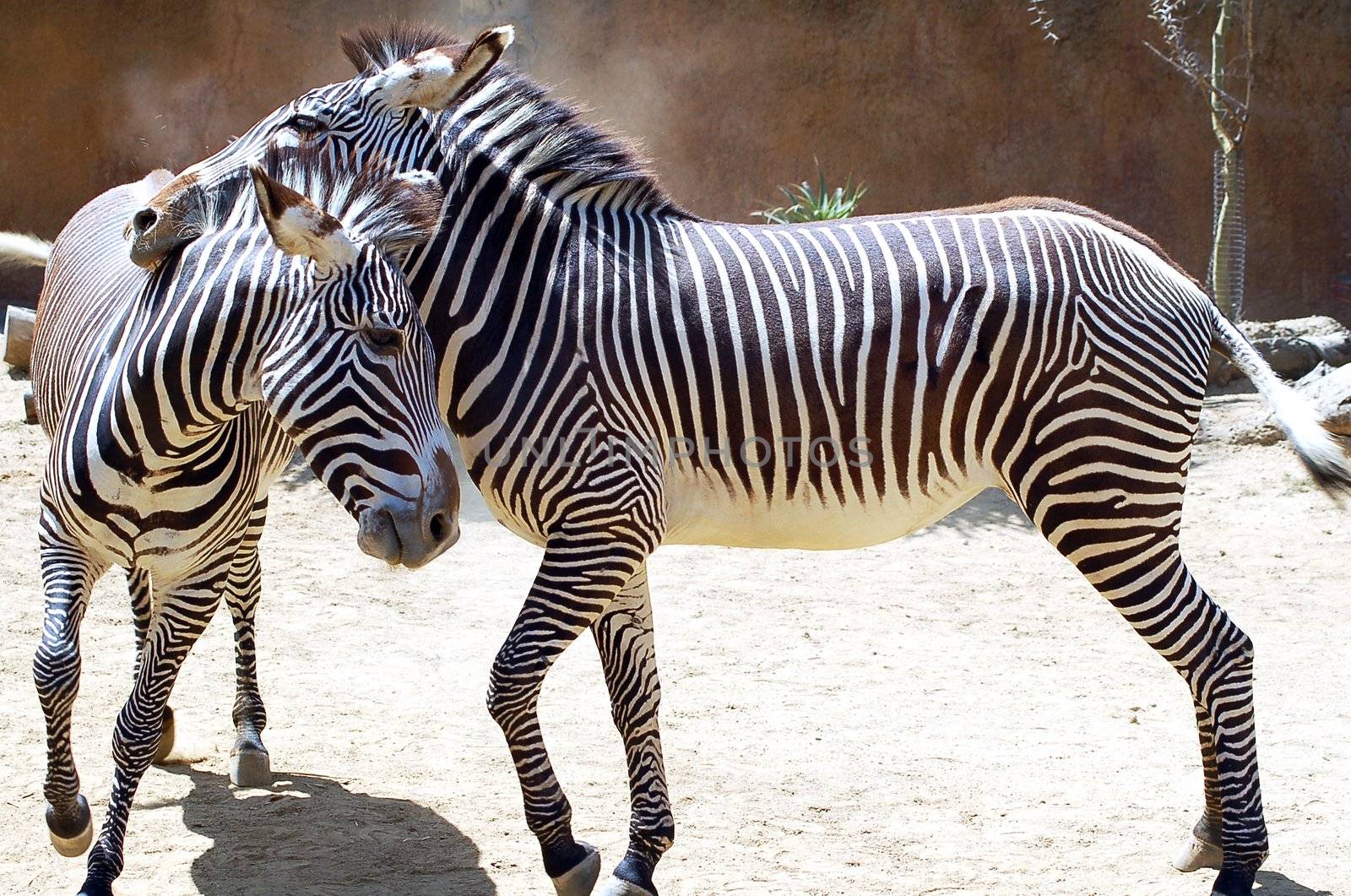 Striped Zebra Animal by nikonite