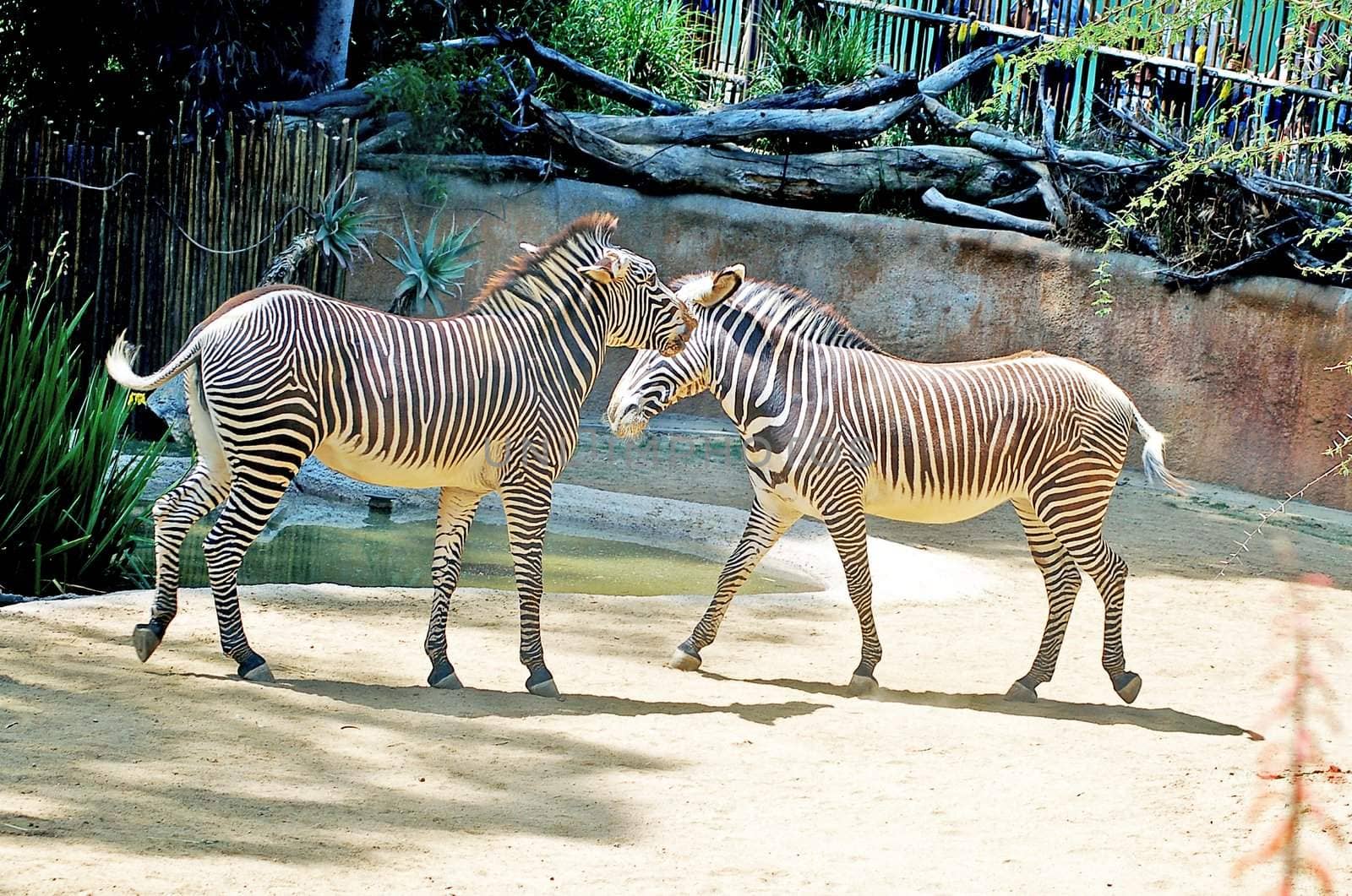 an isolated shot of Striped Zebra Animal