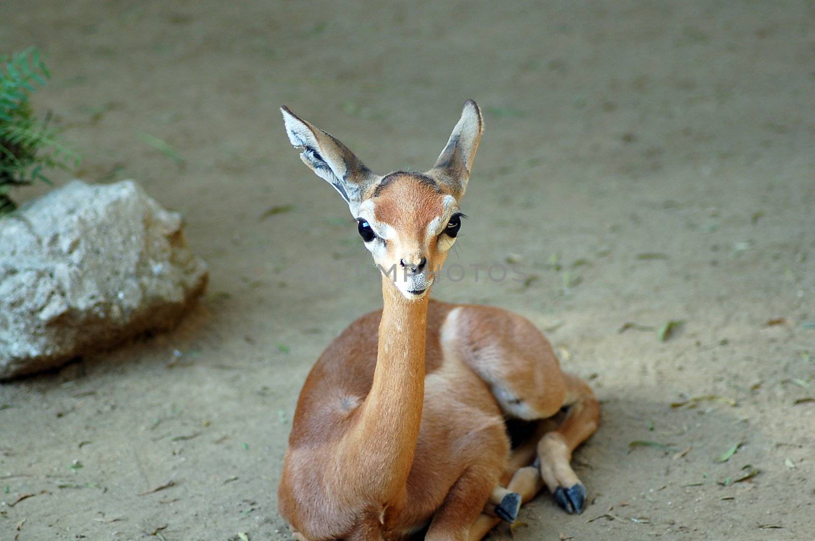 an isolated shot of Baby gazelle Deer Animal