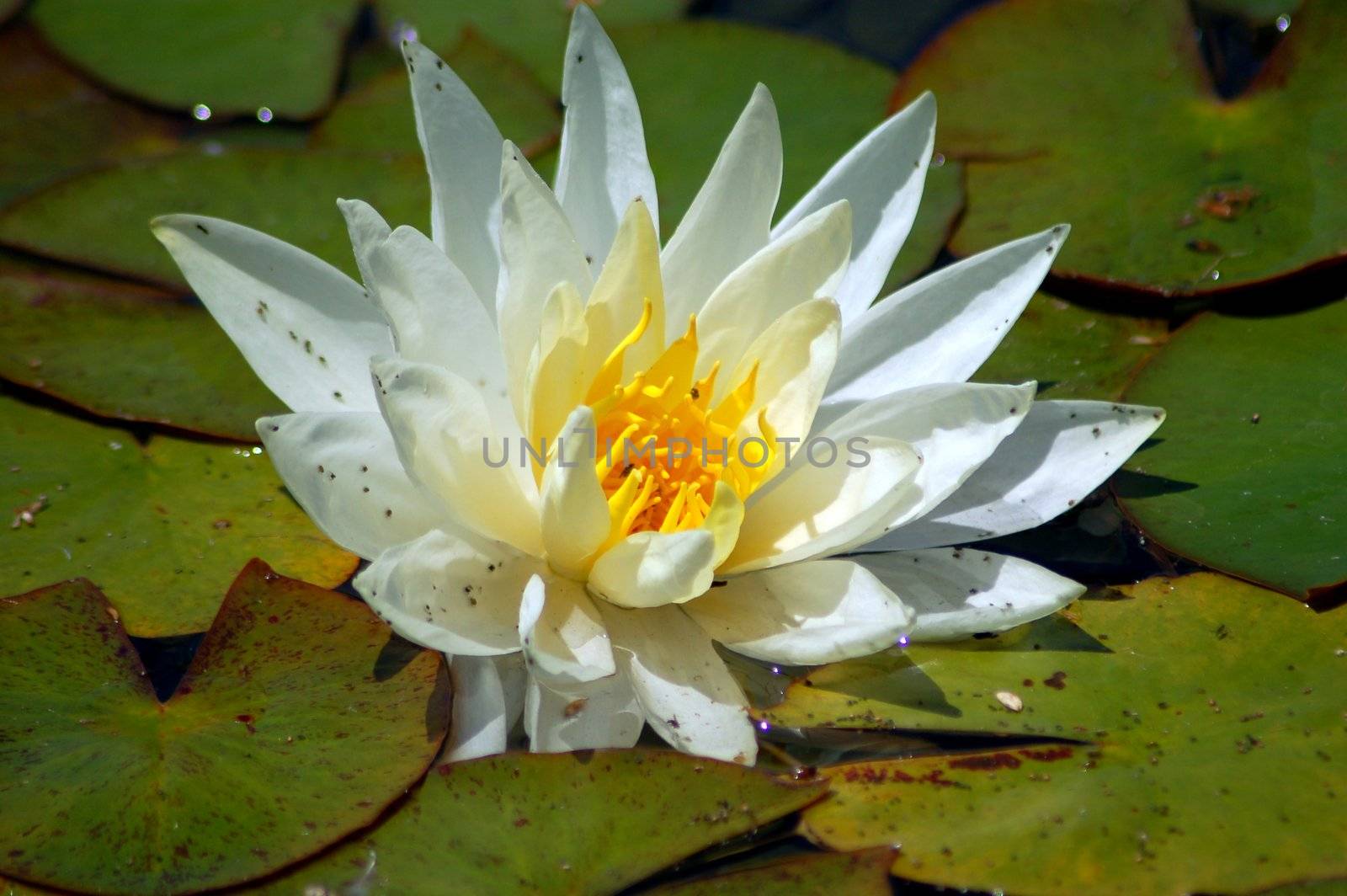An isolated shot of a White Water Lily Flower