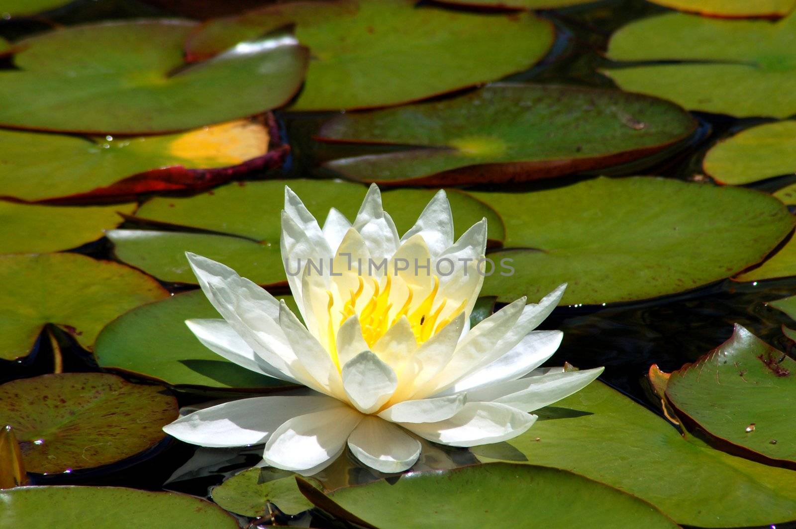 An isolated shot of a White Water Lily Flower
