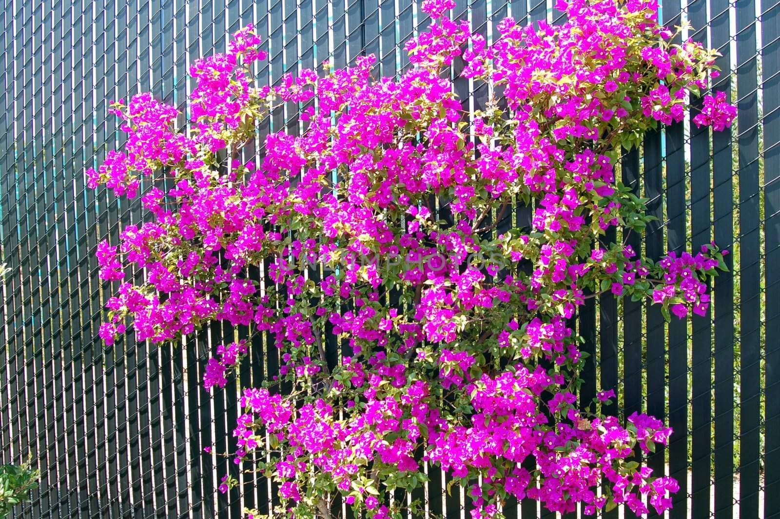 Blooming Bougainvillea Plant with bright pink flowers