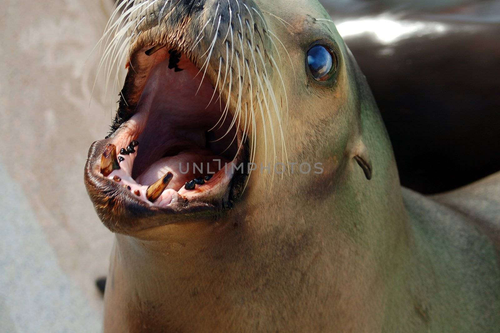 An isolated shot of a Sea Lion