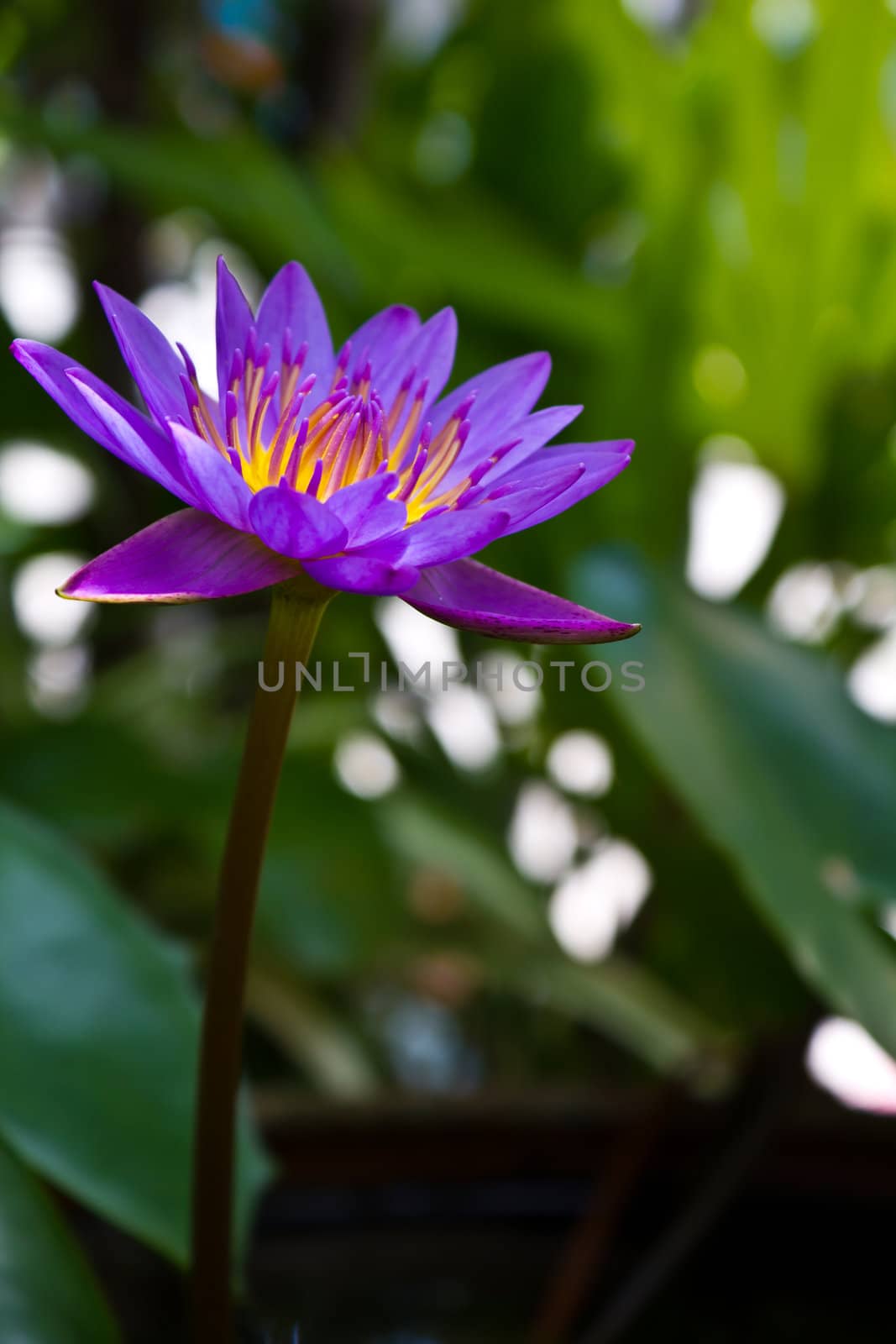 Lotus In Thailand