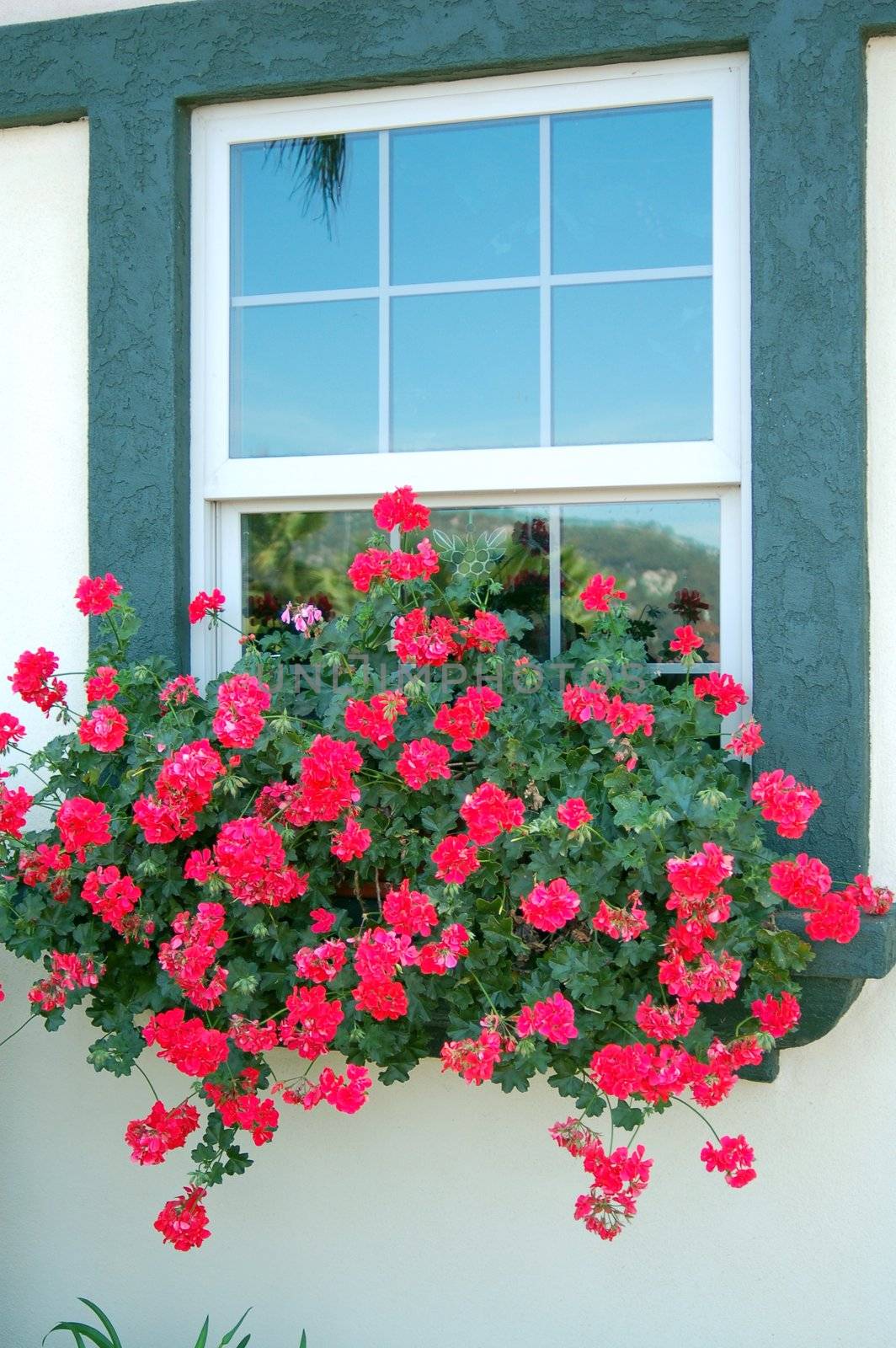 Red Flowers on Window for home decoration