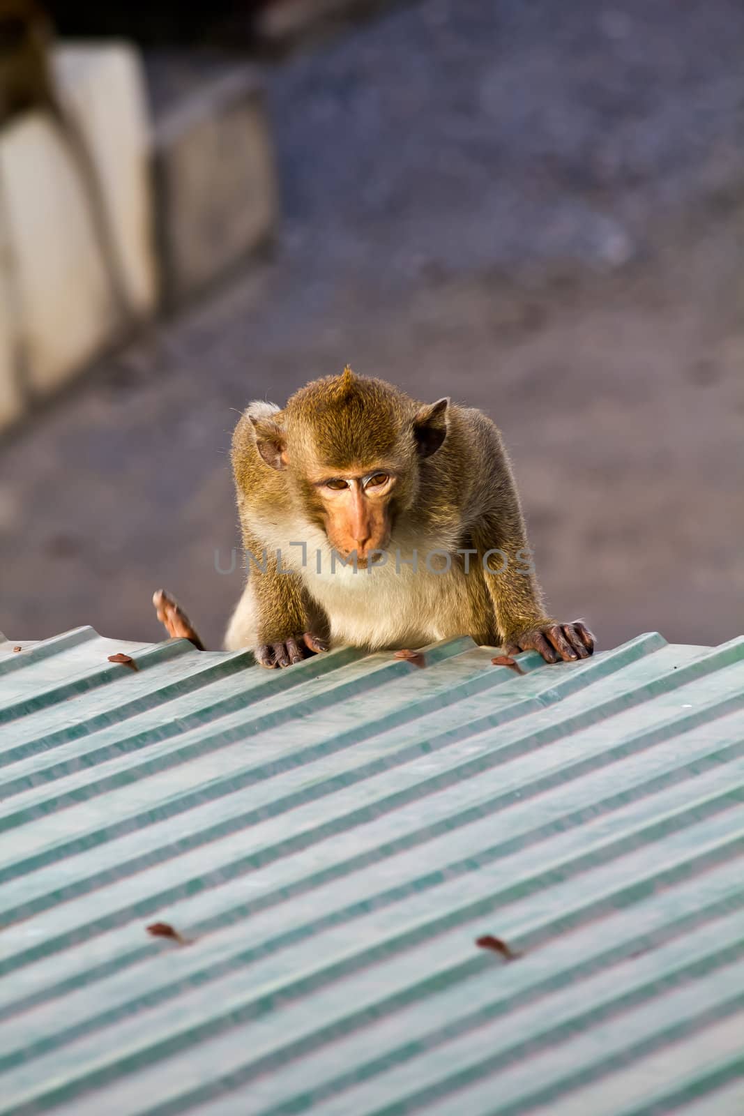 Monkey clamber on the roof