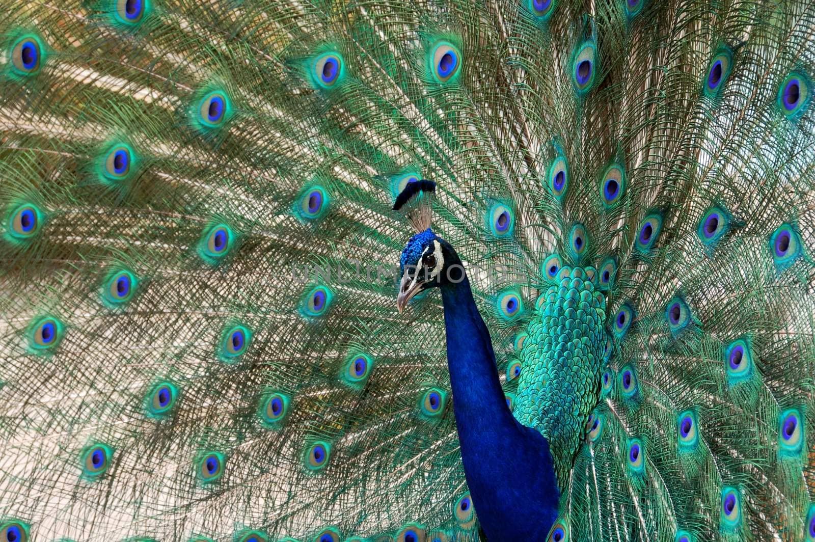 peacock bird dance by nikonite