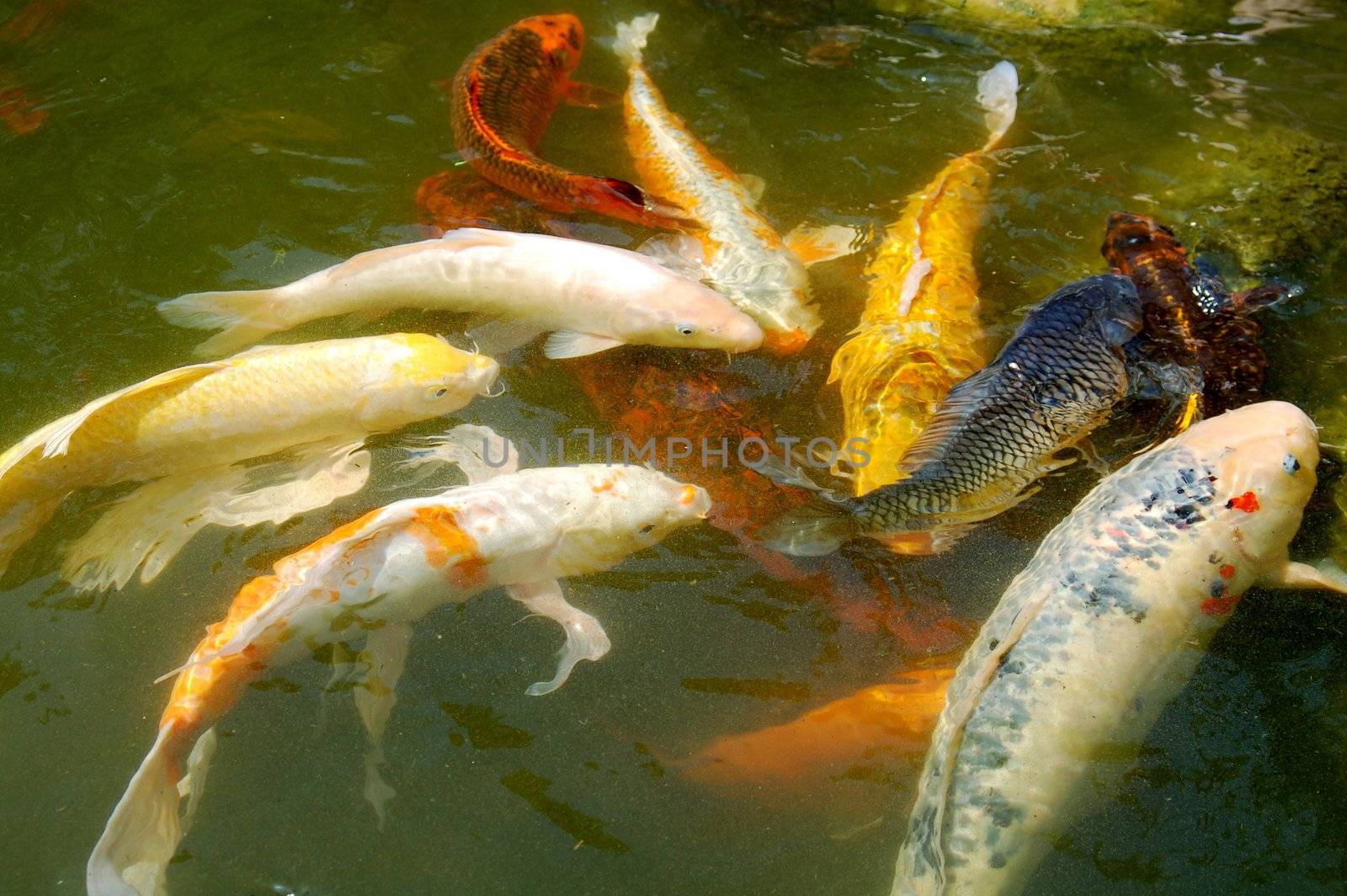 Colorful Koi Fishes by nikonite