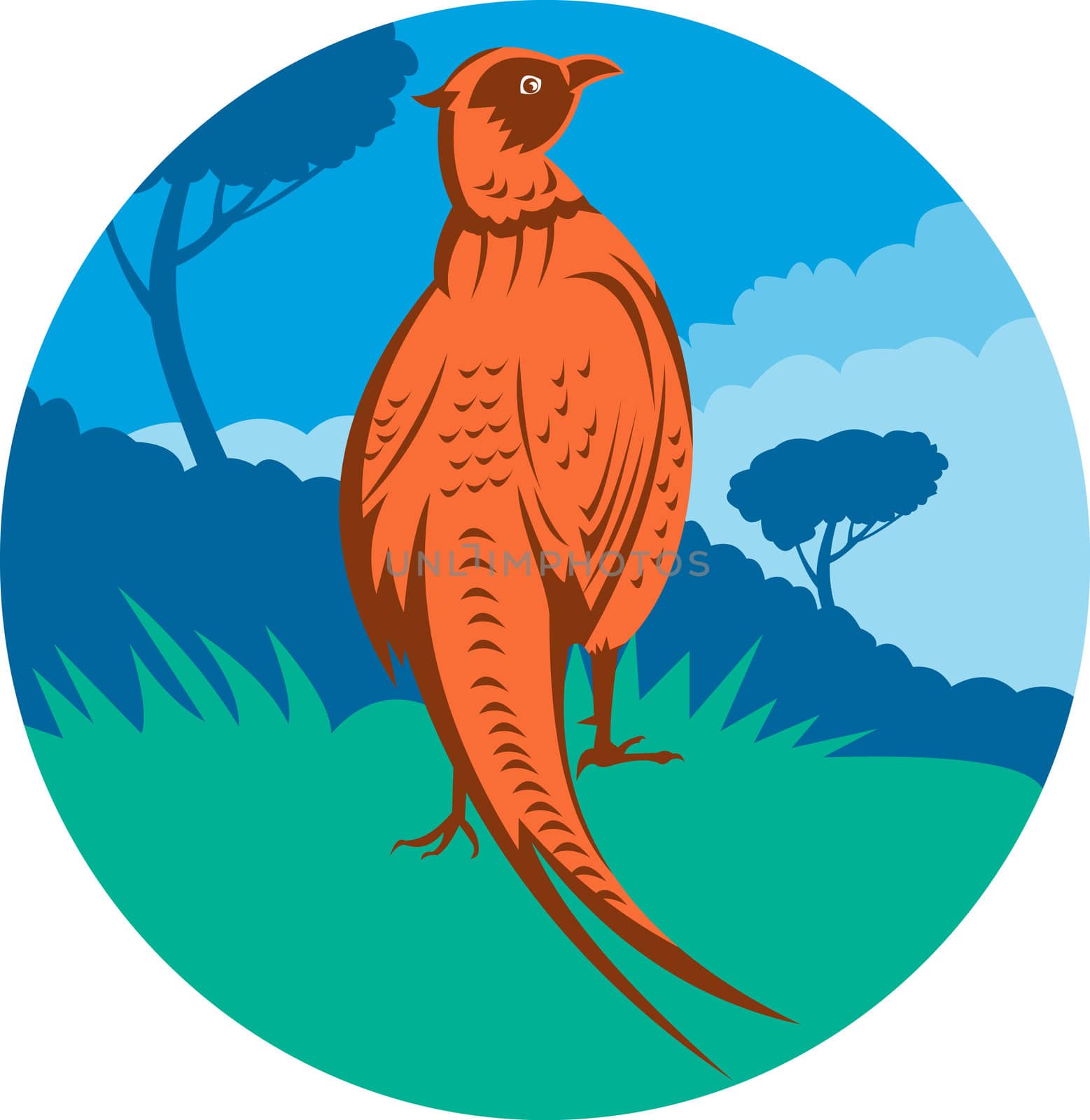illustration of a Pheasant bird walking with tree in background set inside a circle