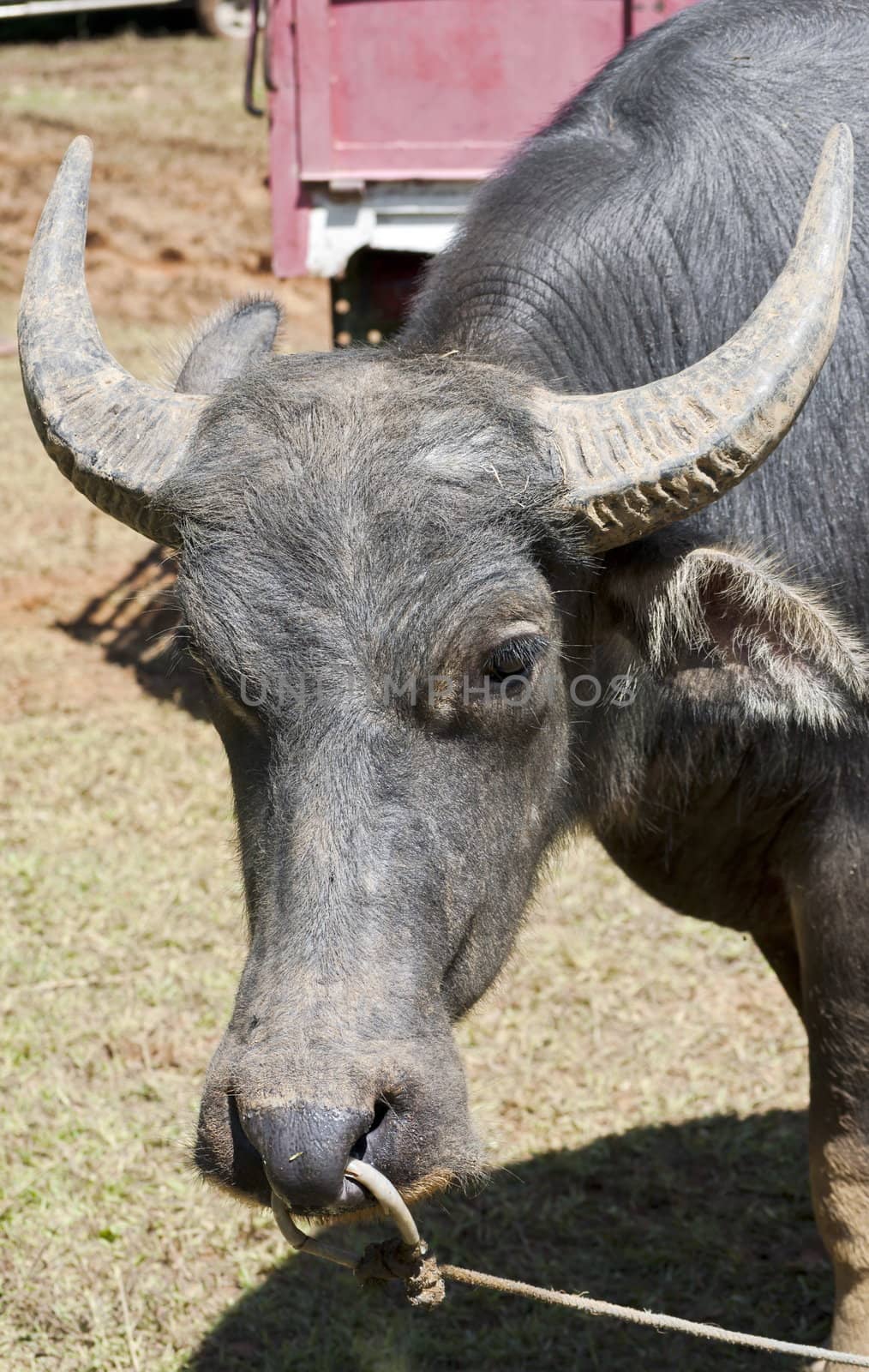 Big buffalo face with horns bound on ground