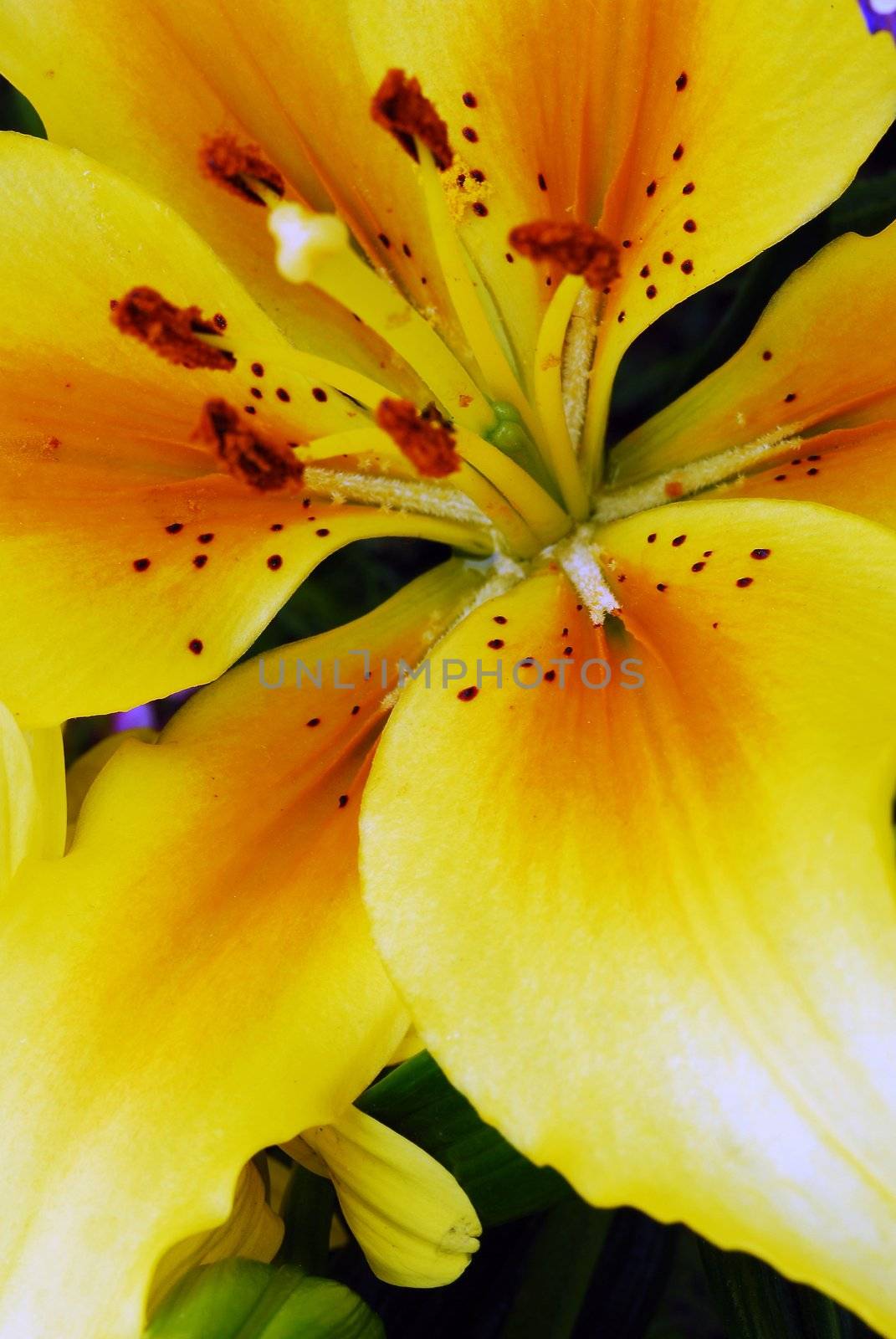 an isolated Yellow Amaryllis Flower with Pollen