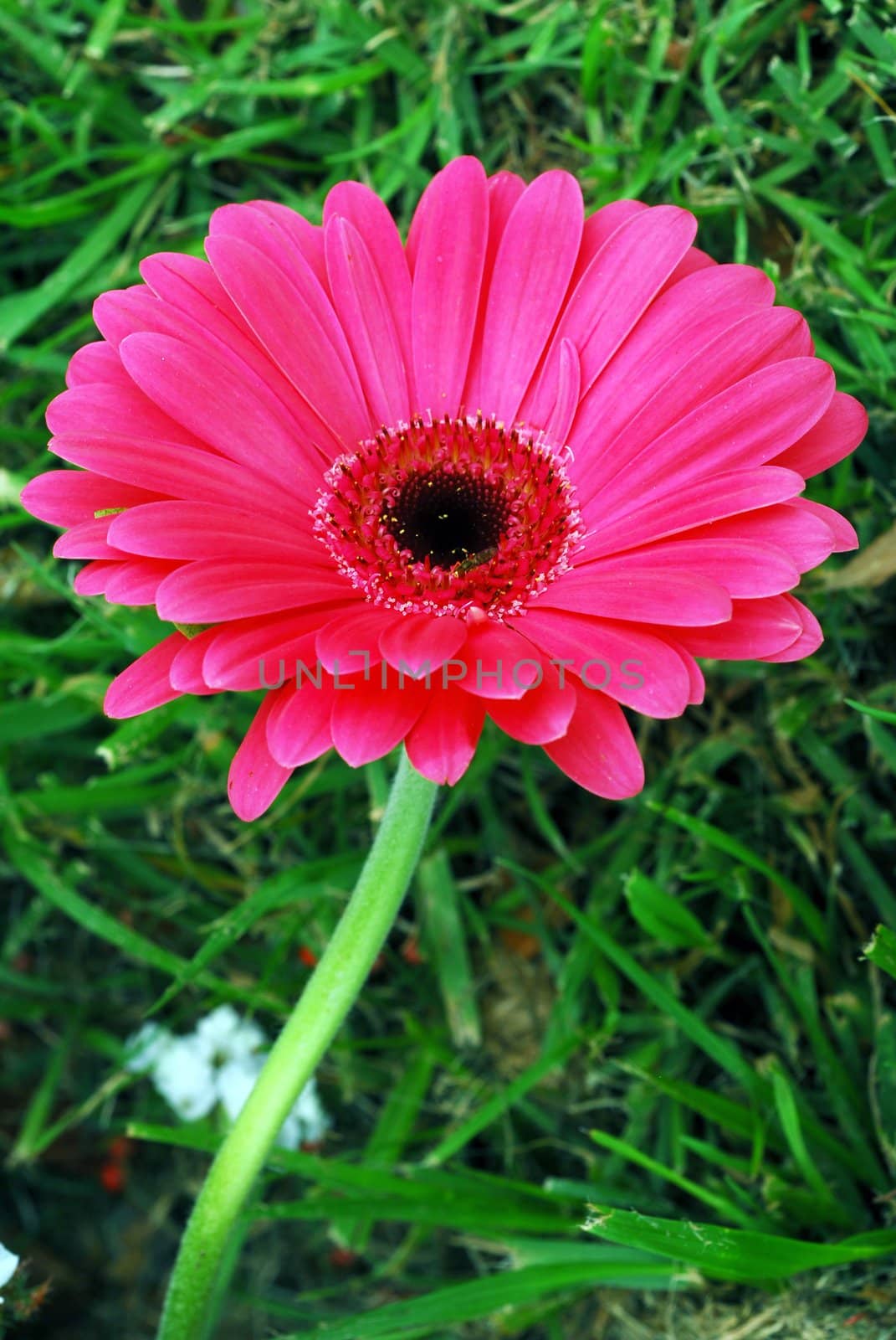 an isolated shot of a pink daisy flower 