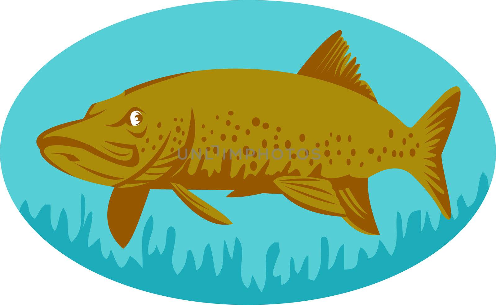 illustration of  a Pike or muskie fish swimming set inside an oval