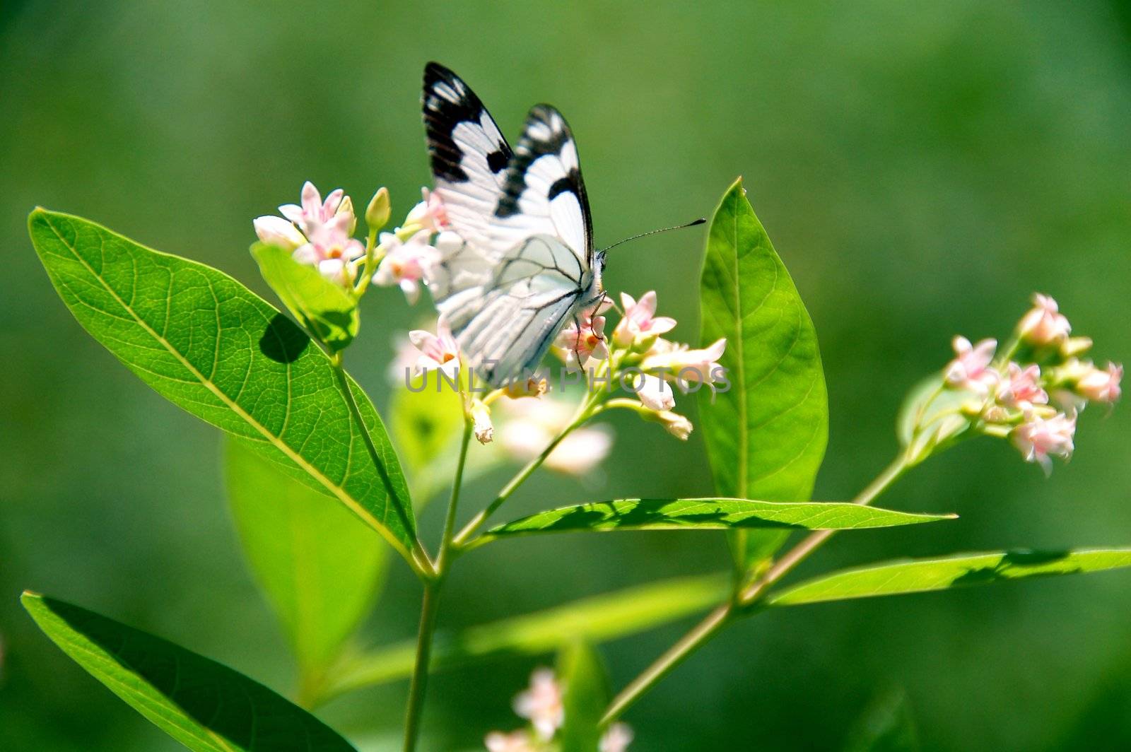 Butterfly insect collecting nectar from a flower