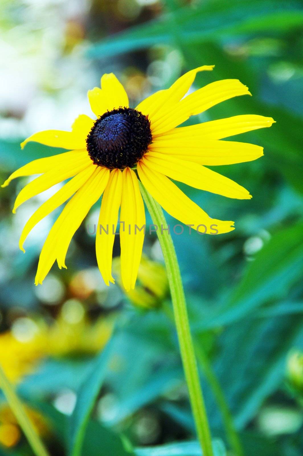 an isolated shot of a black eyed susan flower