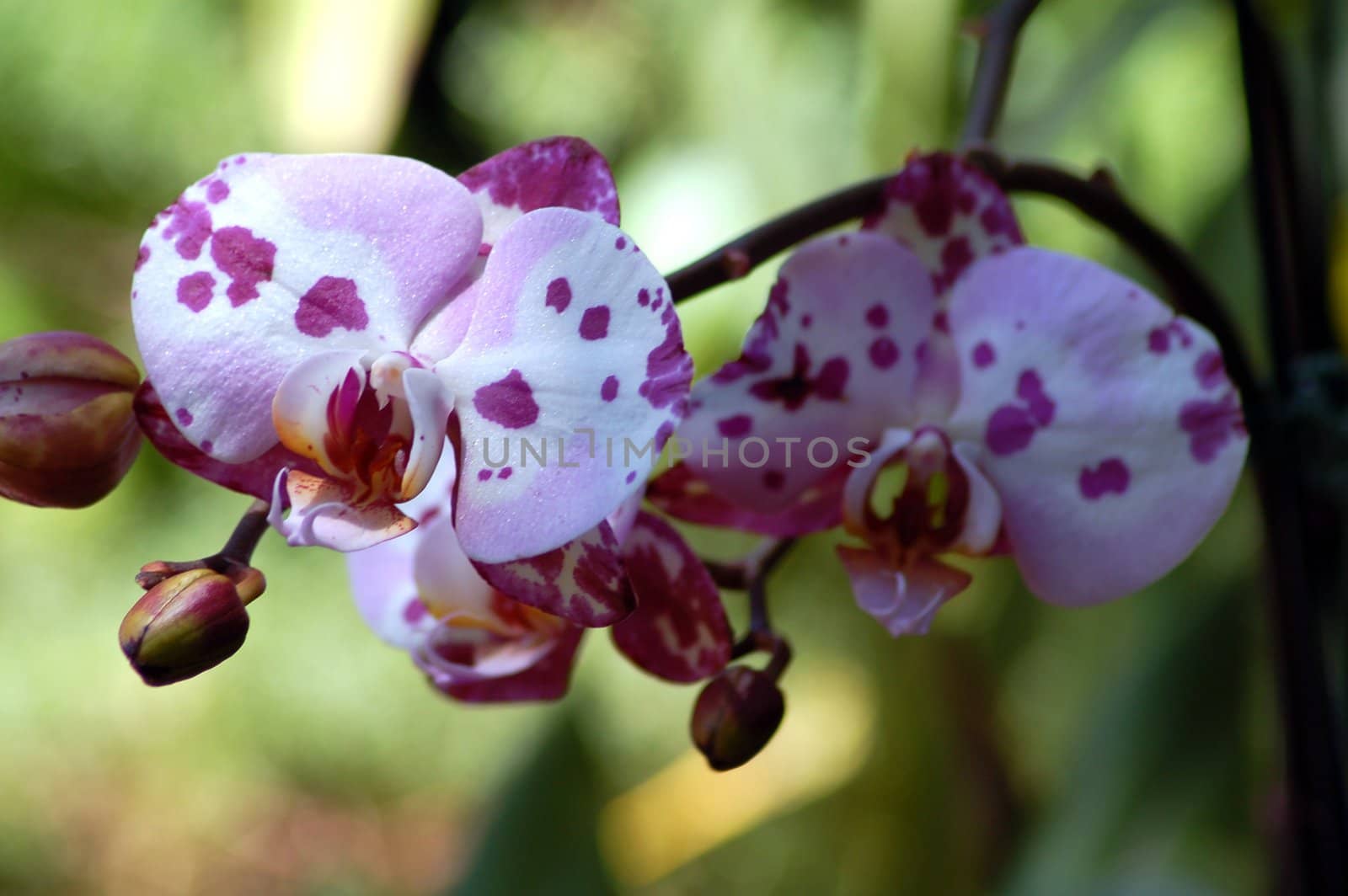isolated shot of orchid Flower Phalaenopsis schilleriana