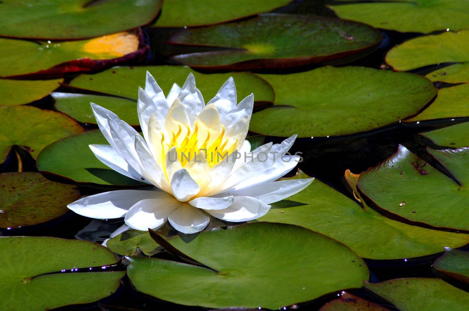 An isolated shot of White Water Lily Flower