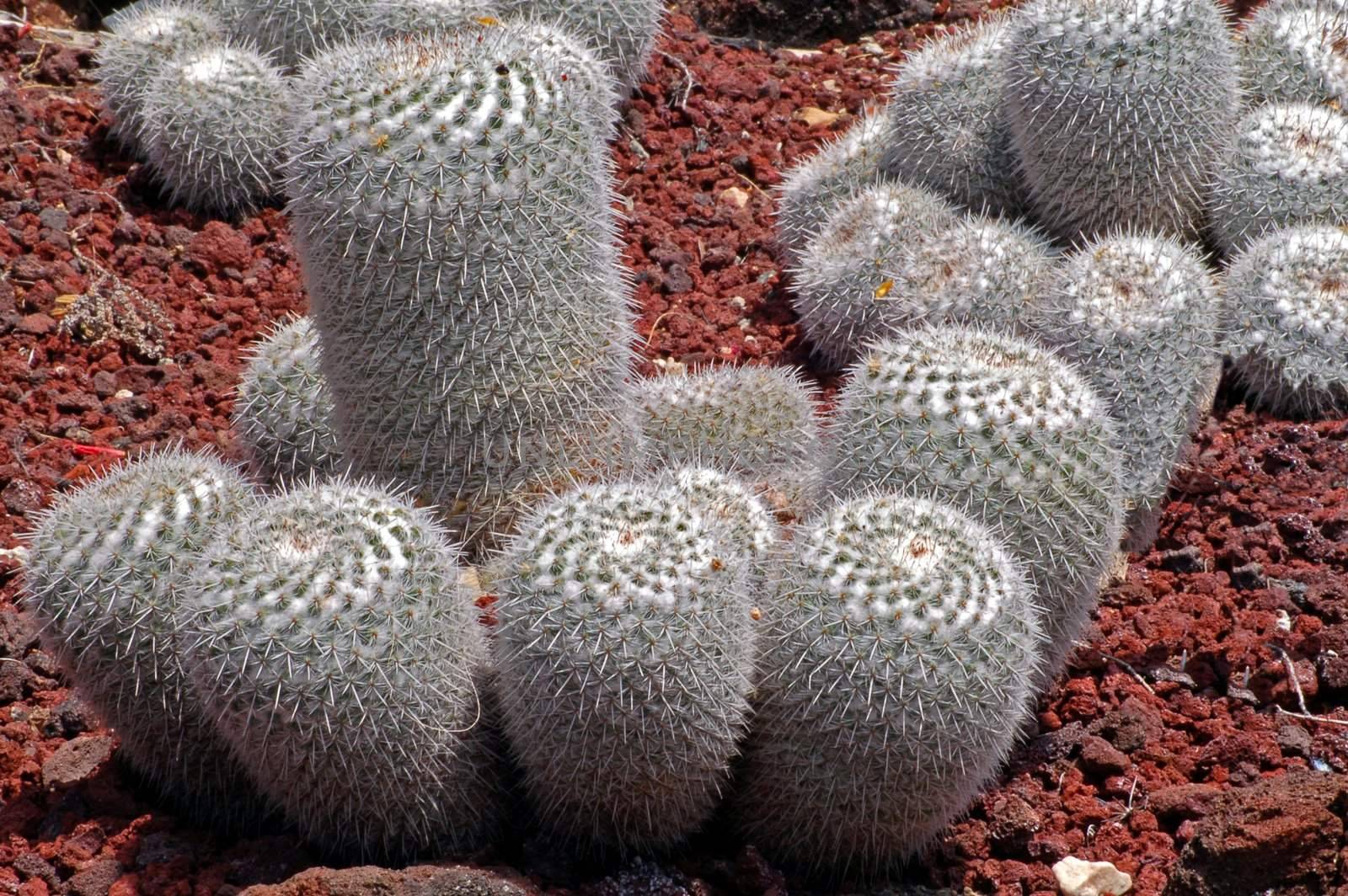 an isolated shot of Cactus Mammillaria Geminispina Plants