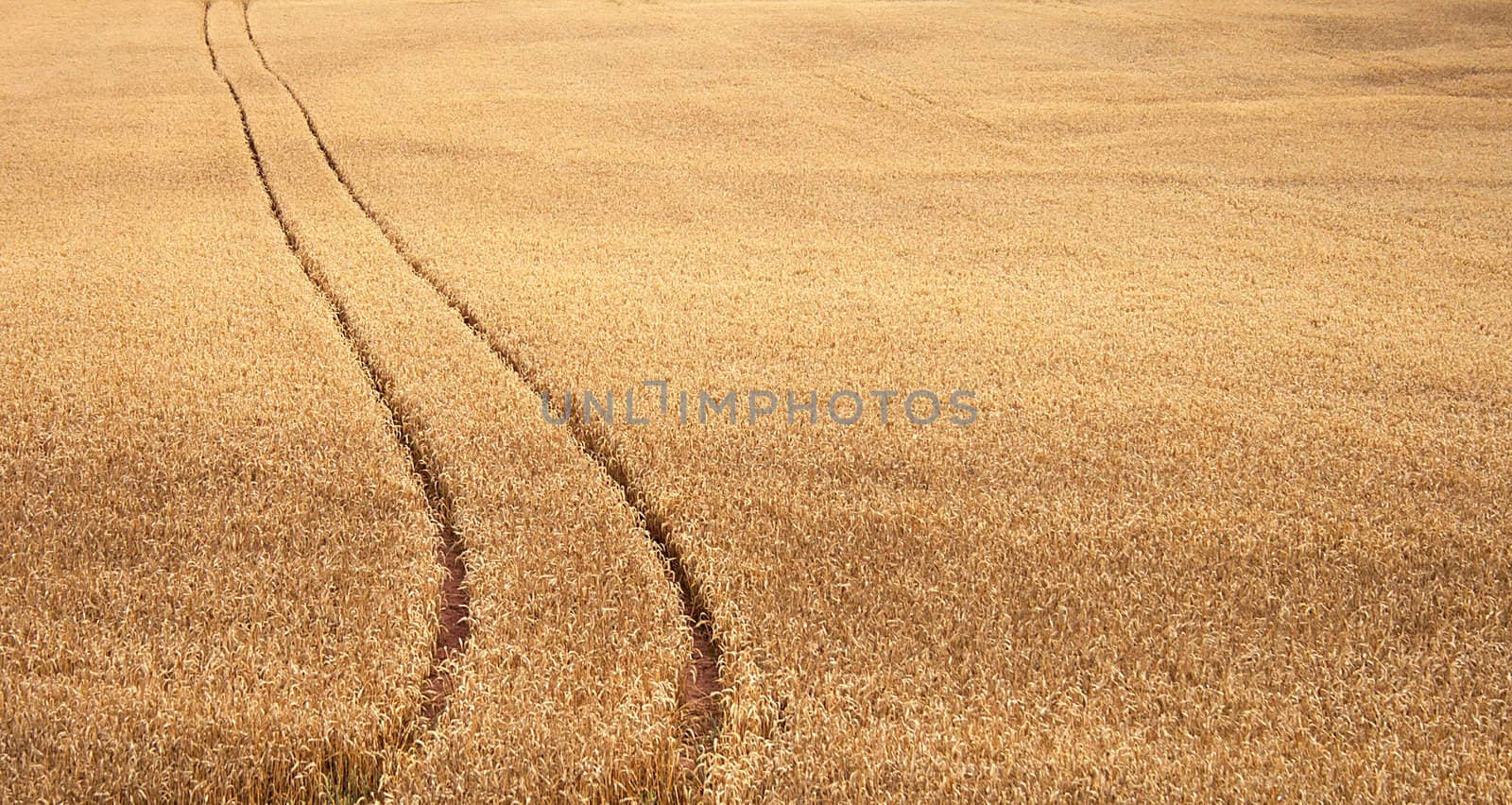 Track of wheat field in summer