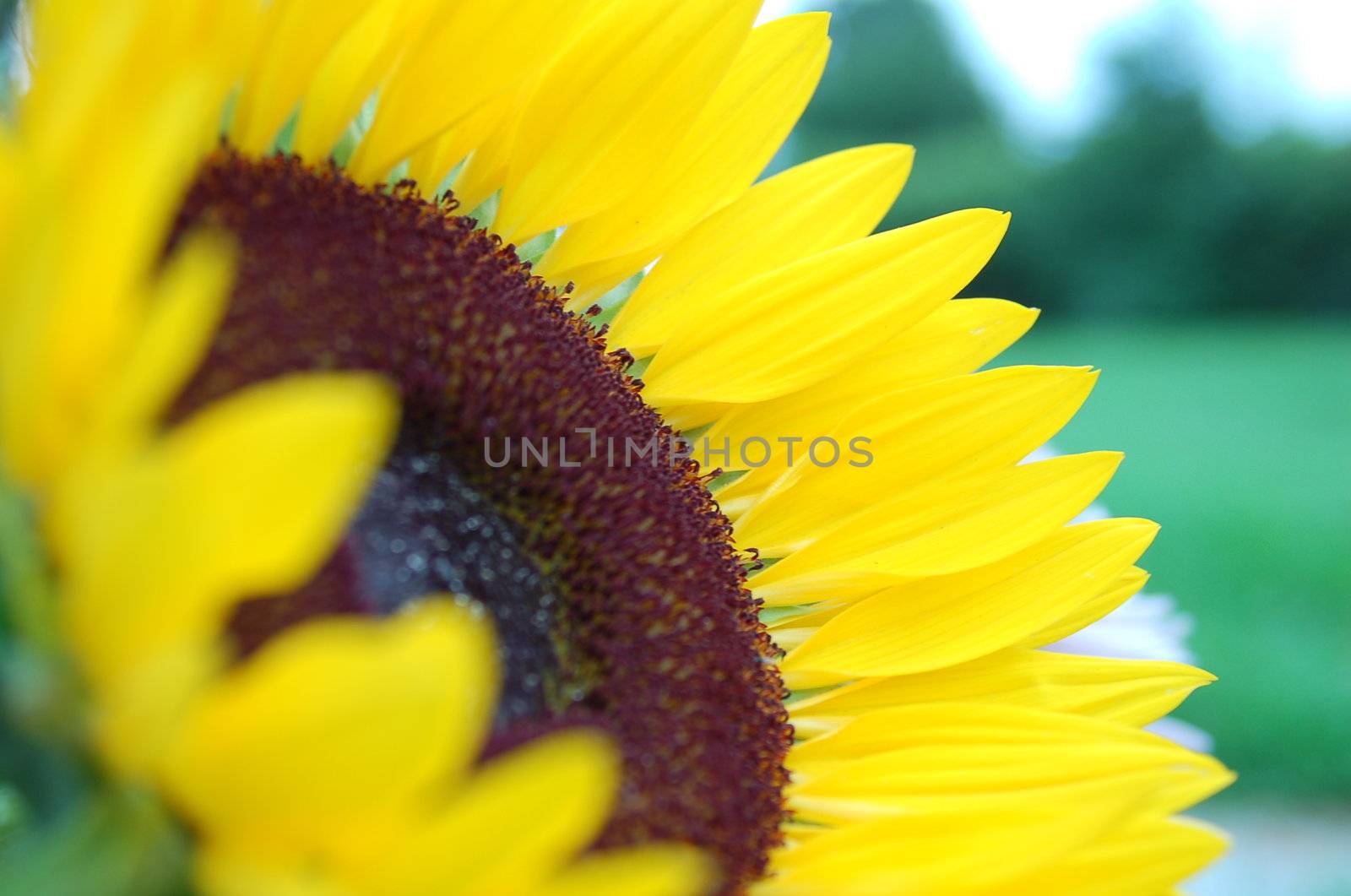 an isolated shot of Yellow Sunflower in Bloom