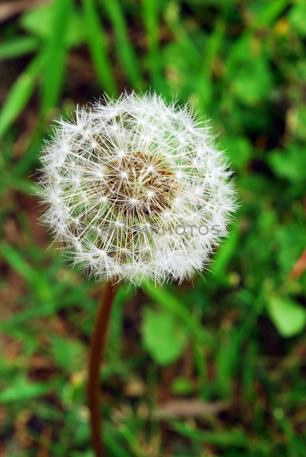 an isolated shot of Dandelion Flower Seed Head