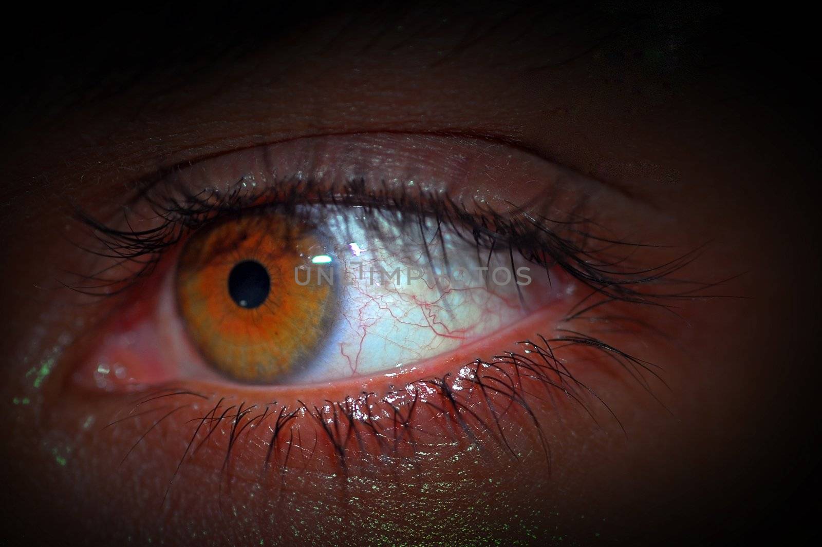 an isolated shot of green Hazel Eyes
